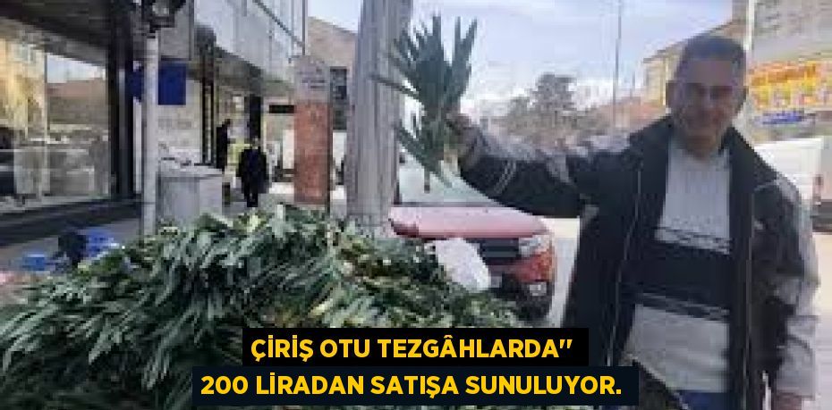 ÇİRİŞ OTU TEZGÂHLARDA’’ 200 LİRADAN SATIŞA SUNULUYOR.