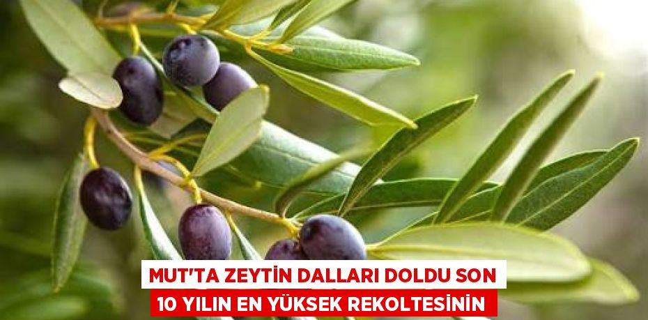 MUT’TA ZEYTİN DALLARI DOLDU SON 10 YILIN EN YÜKSEK REKOLTESİNİN