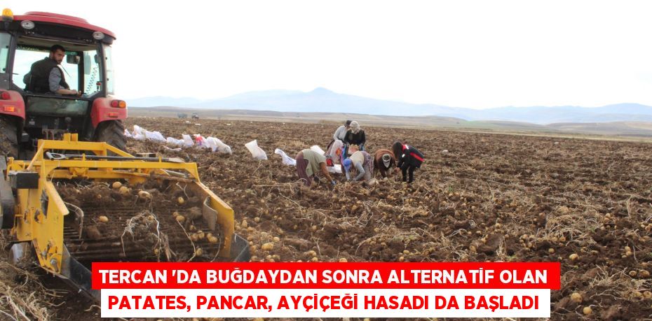 TERCAN ’DA BUĞDAYDAN SONRA ALTERNATİF OLAN PATATES, PANCAR, AYÇİÇEĞİ HASADI DA BAŞLADI