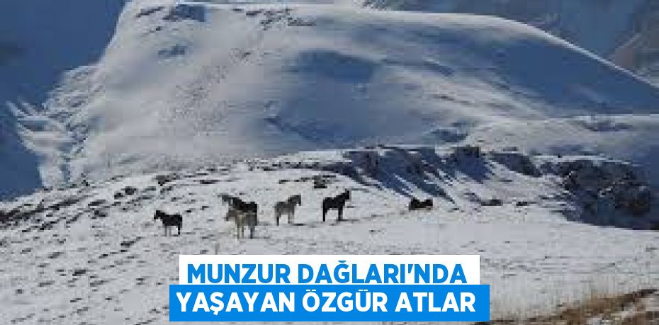 MUNZUR DAĞLARI'NDA YAŞAYAN ÖZGÜR ATLAR