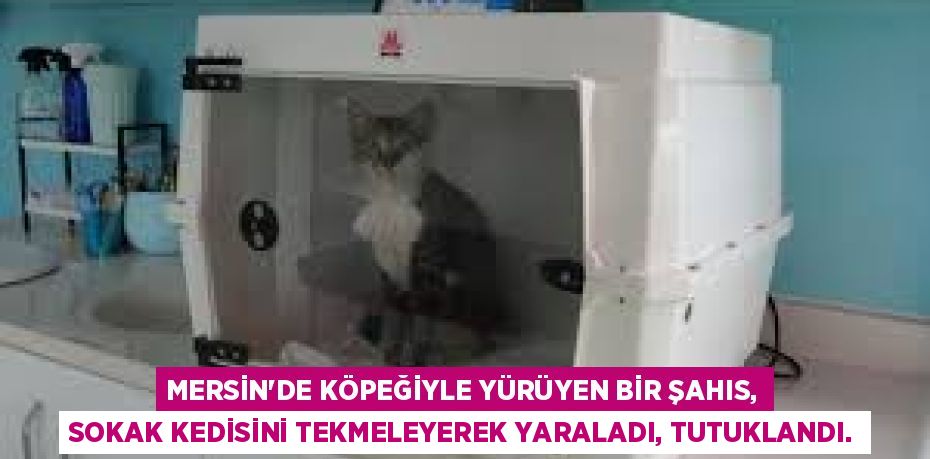 MERSİN'DE KÖPEĞİYLE YÜRÜYEN BİR ŞAHIS, SOKAK KEDİSİNİ TEKMELEYEREK YARALADI, TUTUKLANDI.