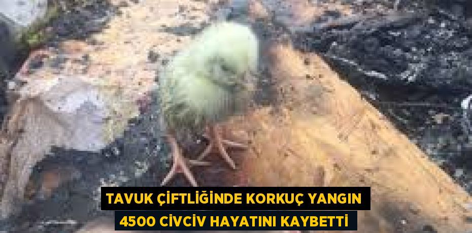 TAVUK ÇİFTLİĞİNDE KORKUÇ YANGIN 4500 CİVCİV HAYATINI KAYBETTİ