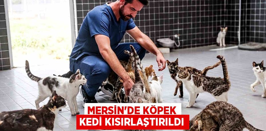 MERSİN'DE KÖPEK KEDİ KISIRLAŞTIRILDI