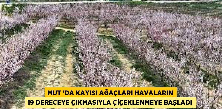 MUT ‘DA KAYISI AĞAÇLARI HAVALARIN 19 DERECEYE ÇIKMASIYLA ÇİÇEKLENMEYE BAŞLADI
