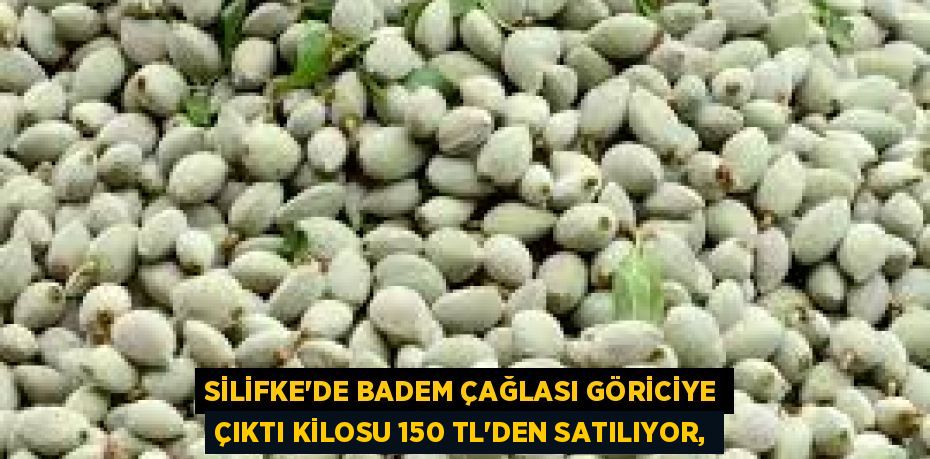 SİLİFKE'DE BADEM ÇAĞLASI GÖRİCİYE ÇIKTI KİLOSU 150 TL’DEN SATILIYOR,