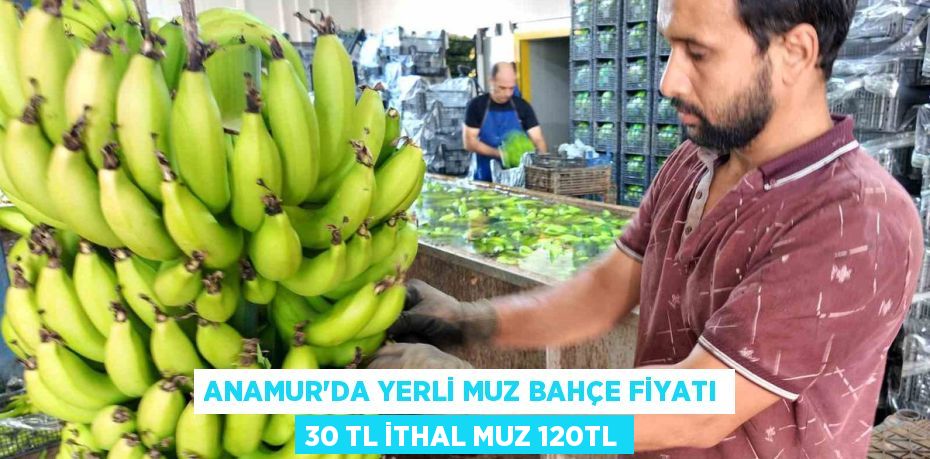 ANAMUR’DA YERLİ MUZ BAHÇE FİYATI 30 TL İTHAL MUZ 120TL