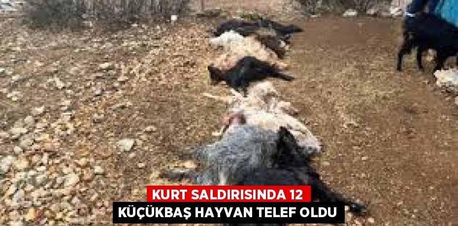 KURT SALDIRISINDA 12 KÜÇÜKBAŞ HAYVAN TELEF OLDU