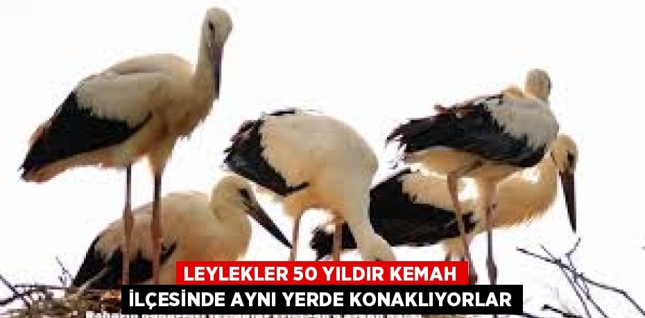 LEYLEKLER 50 YILDIR KEMAH İLÇESİNDE AYNI YERDE KONAKLIYORLAR