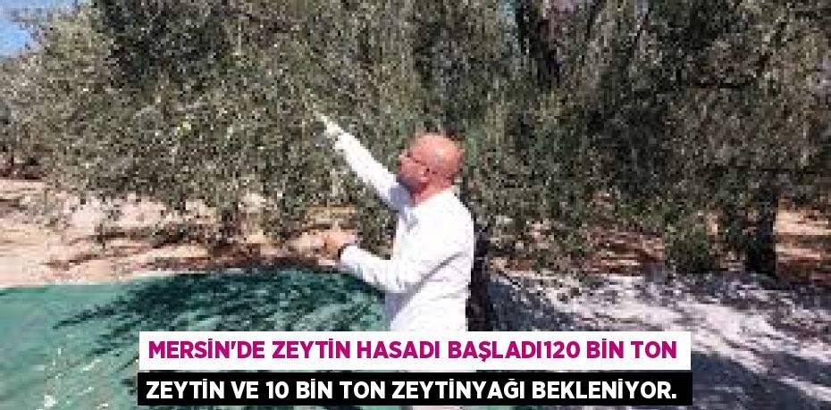 MERSİN'DE ZEYTİN HASADI BAŞLADI120 BİN TON ZEYTİN VE 10 BİN TON ZEYTİNYAĞI BEKLENİYOR.