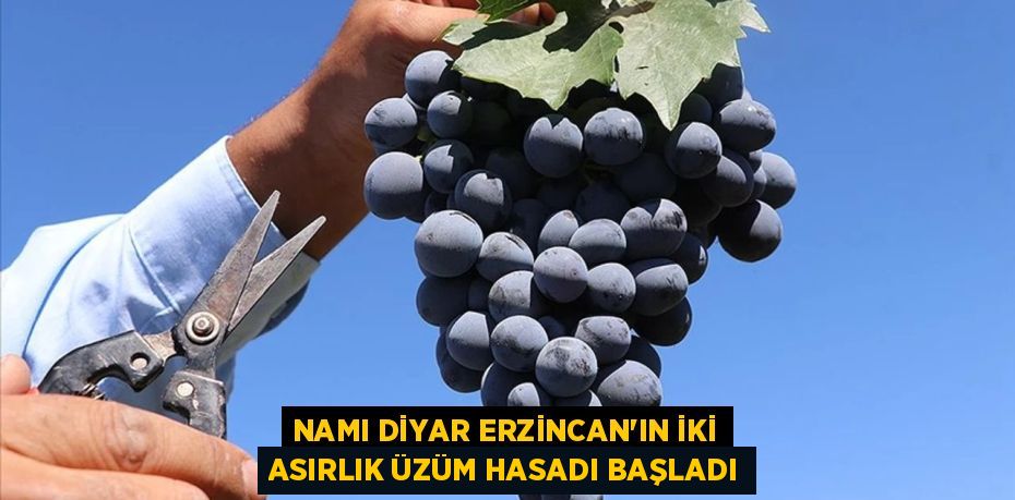 NAMI DİYAR ERZİNCAN’IN İKİ ASIRLIK ÜZÜM HASADI BAŞLADI