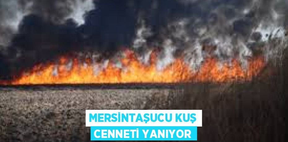 MERSİNTAŞUCU KUŞ CENNETİ YANIYOR