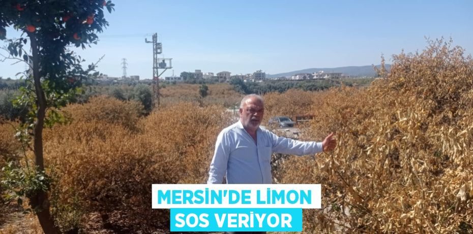 MERSİN'DE LİMON SOS VERİYOR