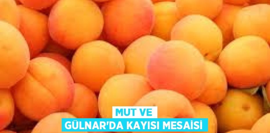 MUT VE GÜLNAR'DA KAYISI MESAİSİ