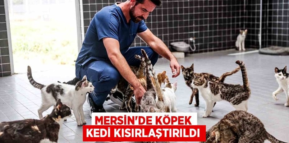 MERSİN'DE KÖPEK KEDİ KISIRLAŞTIRILDI
